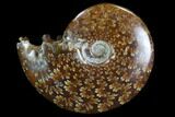 Polished, Agatized Ammonite (Cleoniceras) - Madagascar #97258-1